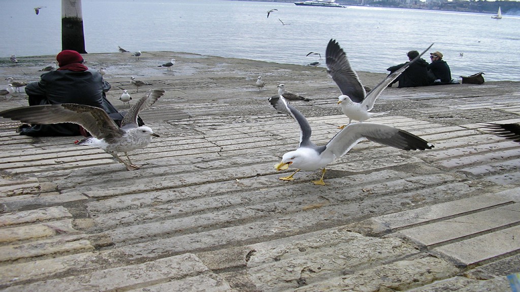 Buscaban las gaviotas. Aventura, en libros y novelas.