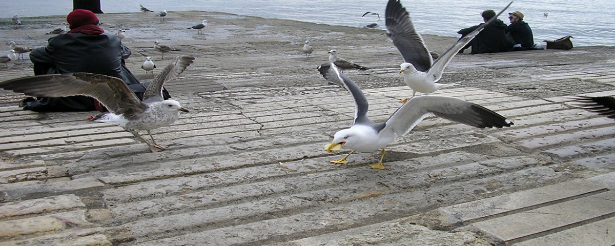 Buscaban las gaviotas. Aventura, en libros y novelas.
