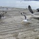 Buscaban las gaviotas. Aventura, en libros y novelas.