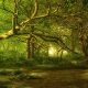 El bosque animado. Descripciones,librosynovelas