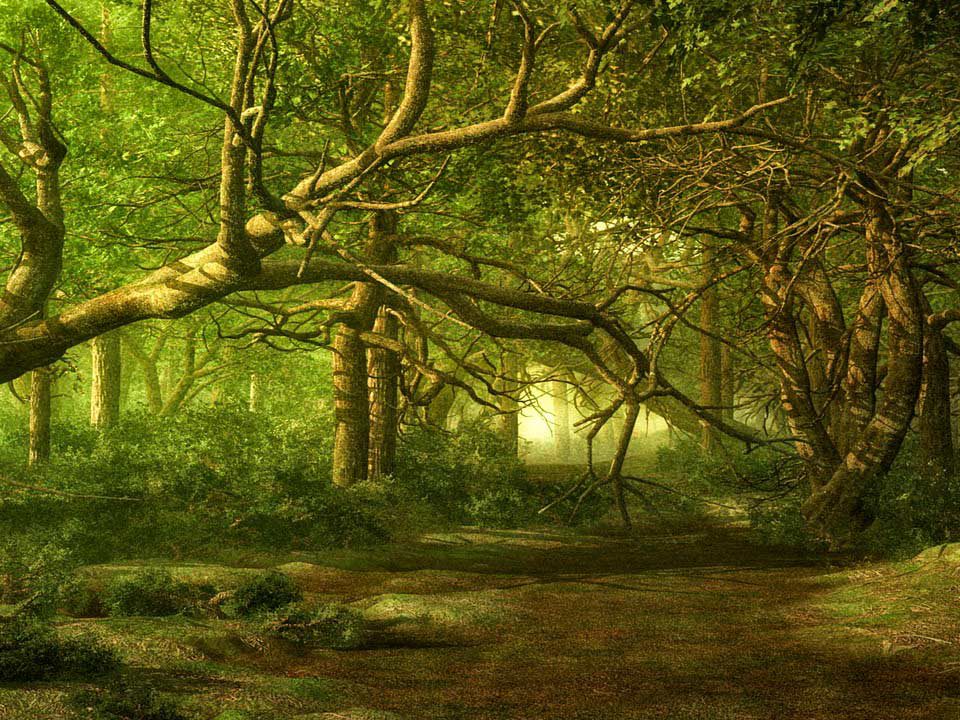 El bosque animado. Descripciones,librosynovelas
