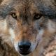 El lobo estepario. Crítica de libros, librosynovelas.es Libros y Novelas
