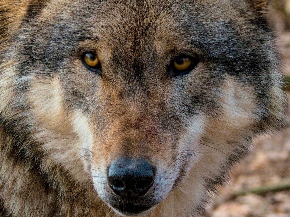 El lobo estepario. Crítica de libros, librosynovelas.es Libros y Novelas
