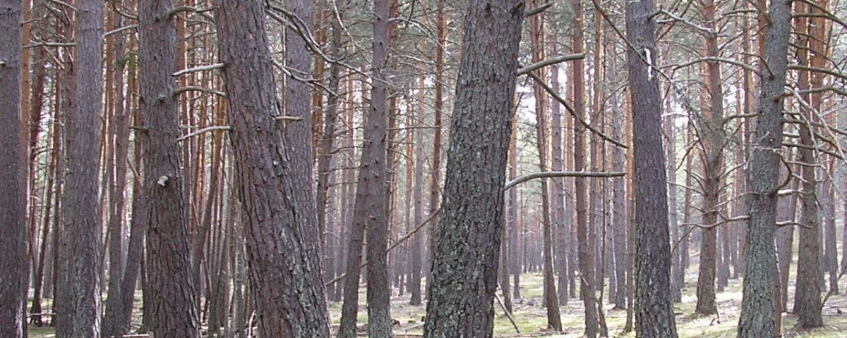 Los-árboles-angustiados.Opinión-librosynovelas