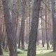 Los-árboles-angustiados.Opinión-librosynovelas