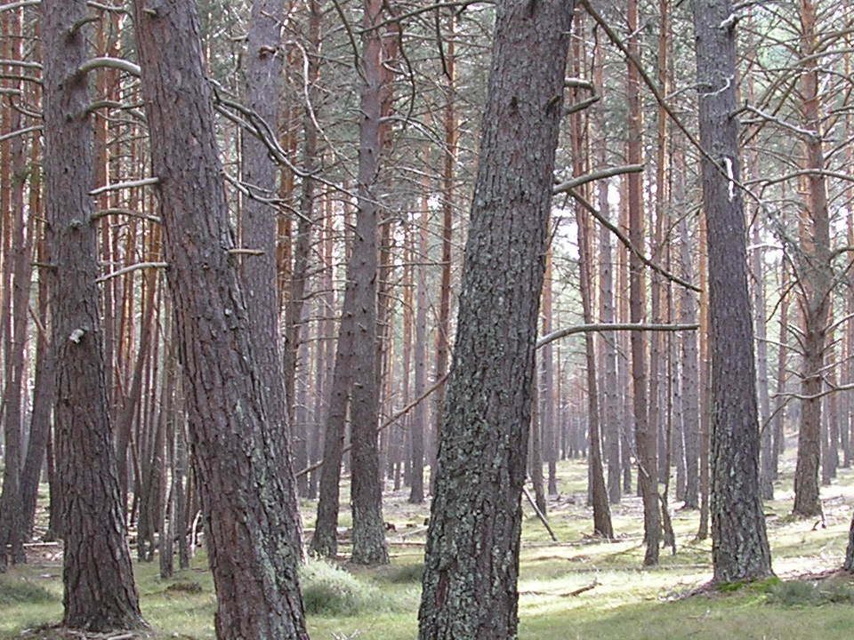 Los-árboles-angustiados.Opinión-librosynovelas