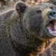 La noche del oso. Aventuras, librosynovelas