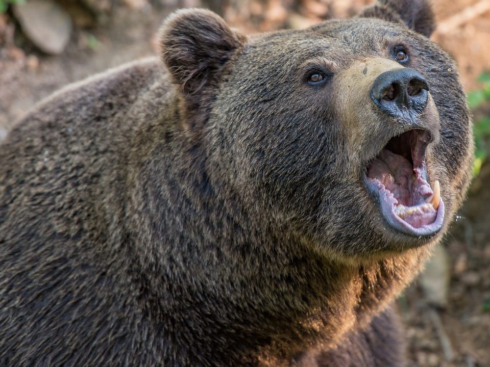 La noche del oso. Aventuras, librosynovelas