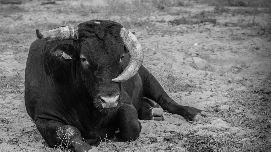 Vaca negra. Imagen de Manolo Franco en Pixabay. Memorias de una vaca. Crítica de libros, librosynovelas