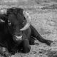Vaca negra. Imagen de Manolo Franco en Pixabay. Memorias de una vaca. Crítica de libros, librosynovelas