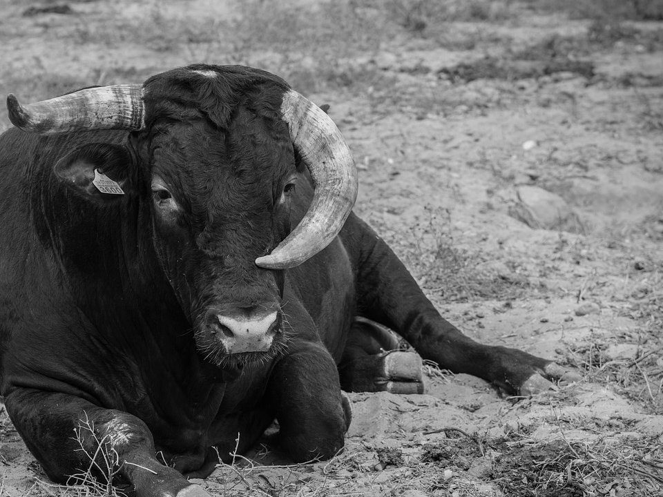 Vaca negra. Imagen de Manolo Franco en Pixabay. Memorias de una vaca. Crítica de libros, librosynovelas