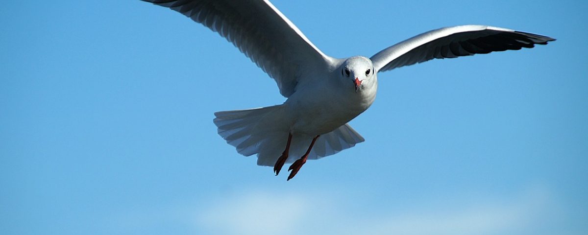Juan Salvador Gaviota, Crítica de libros, librosynovelas, Imagen U Hd