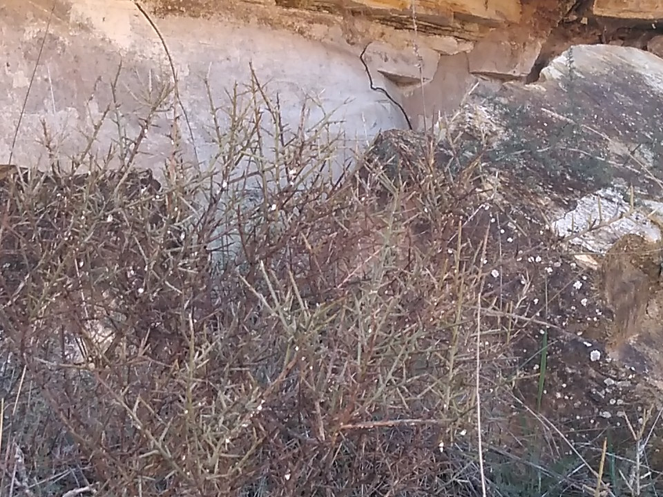 Larga_sombra_de_Gwaara_tierra_dura_14052024